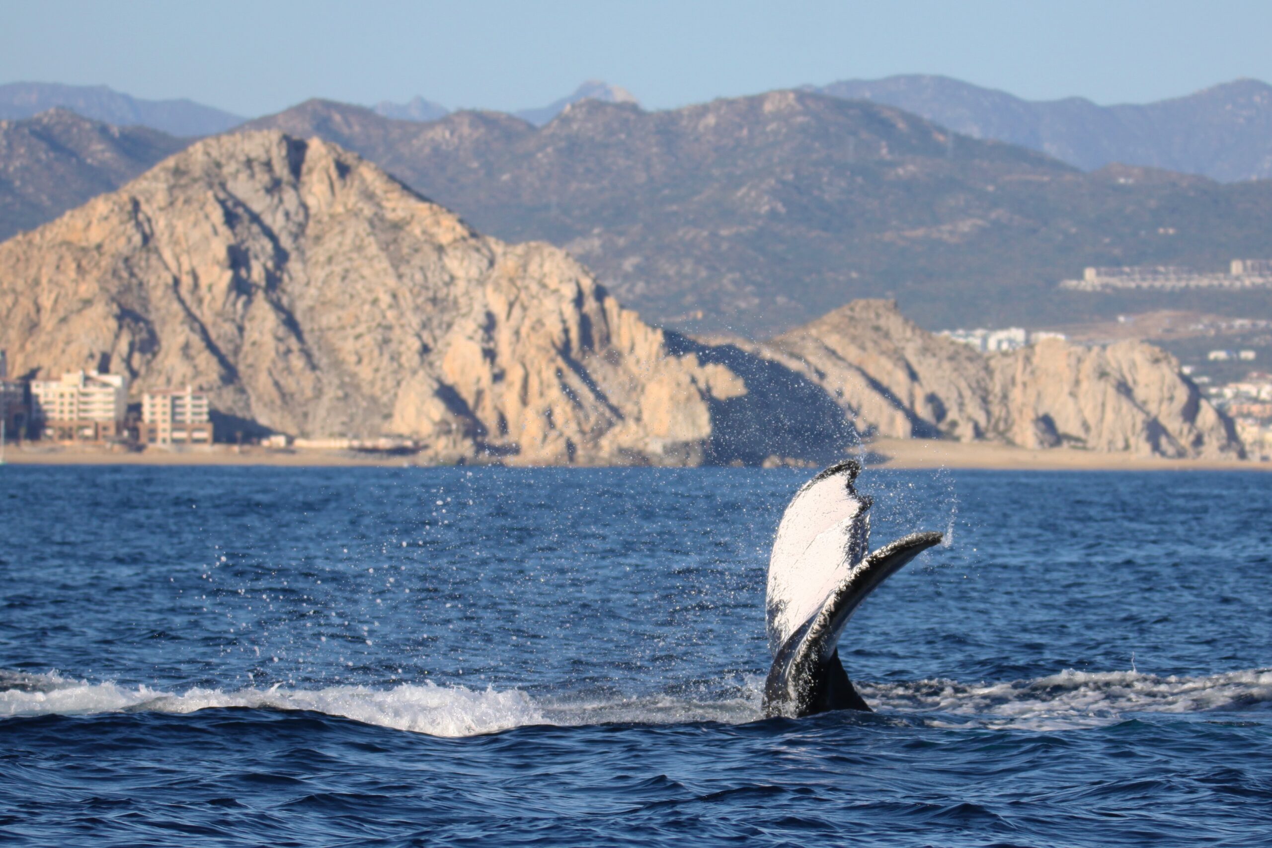 Landscape shot of beautiful whale tail in blue body of water with mountain city in background.