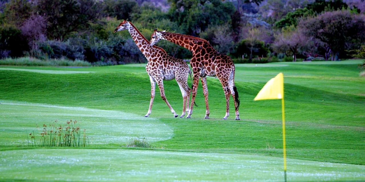 circuit-golf-et-safari-afrique-du-sud