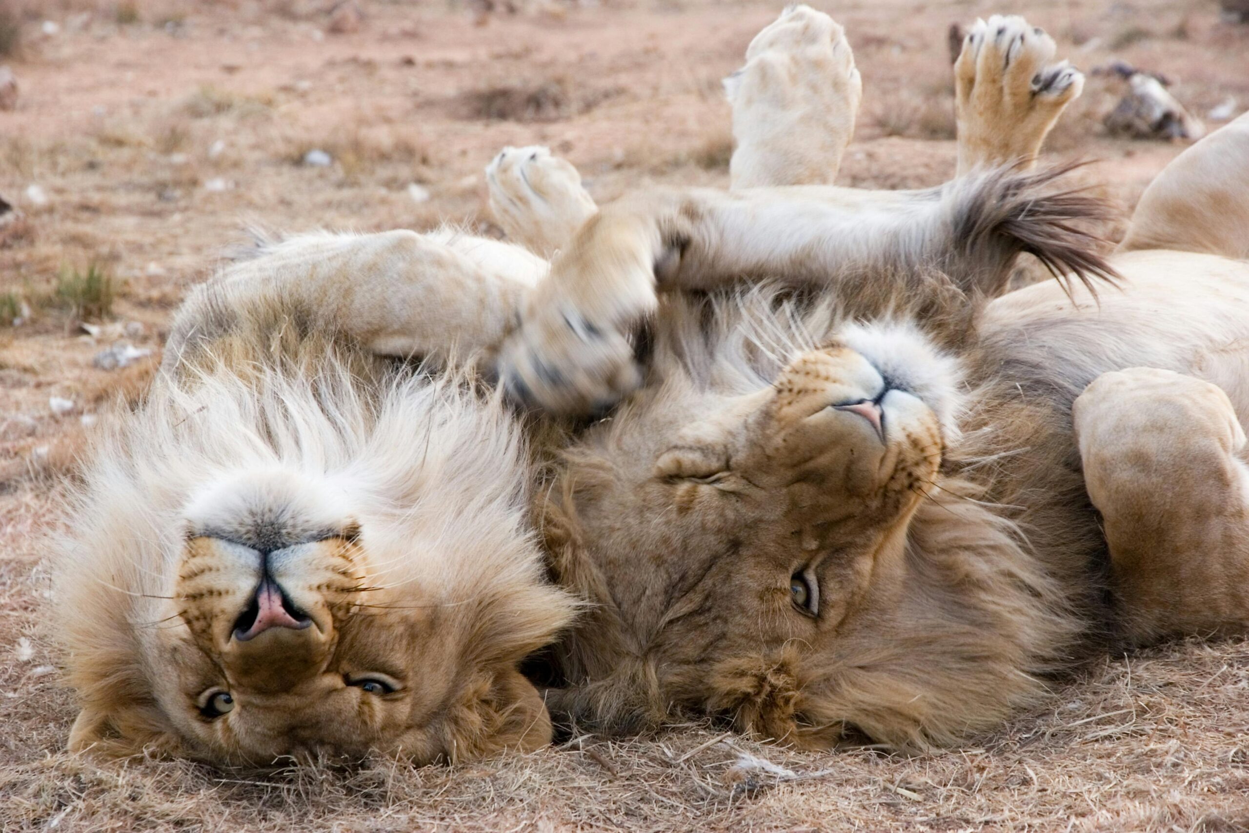 experience-golf-safari-afrique-du-sud