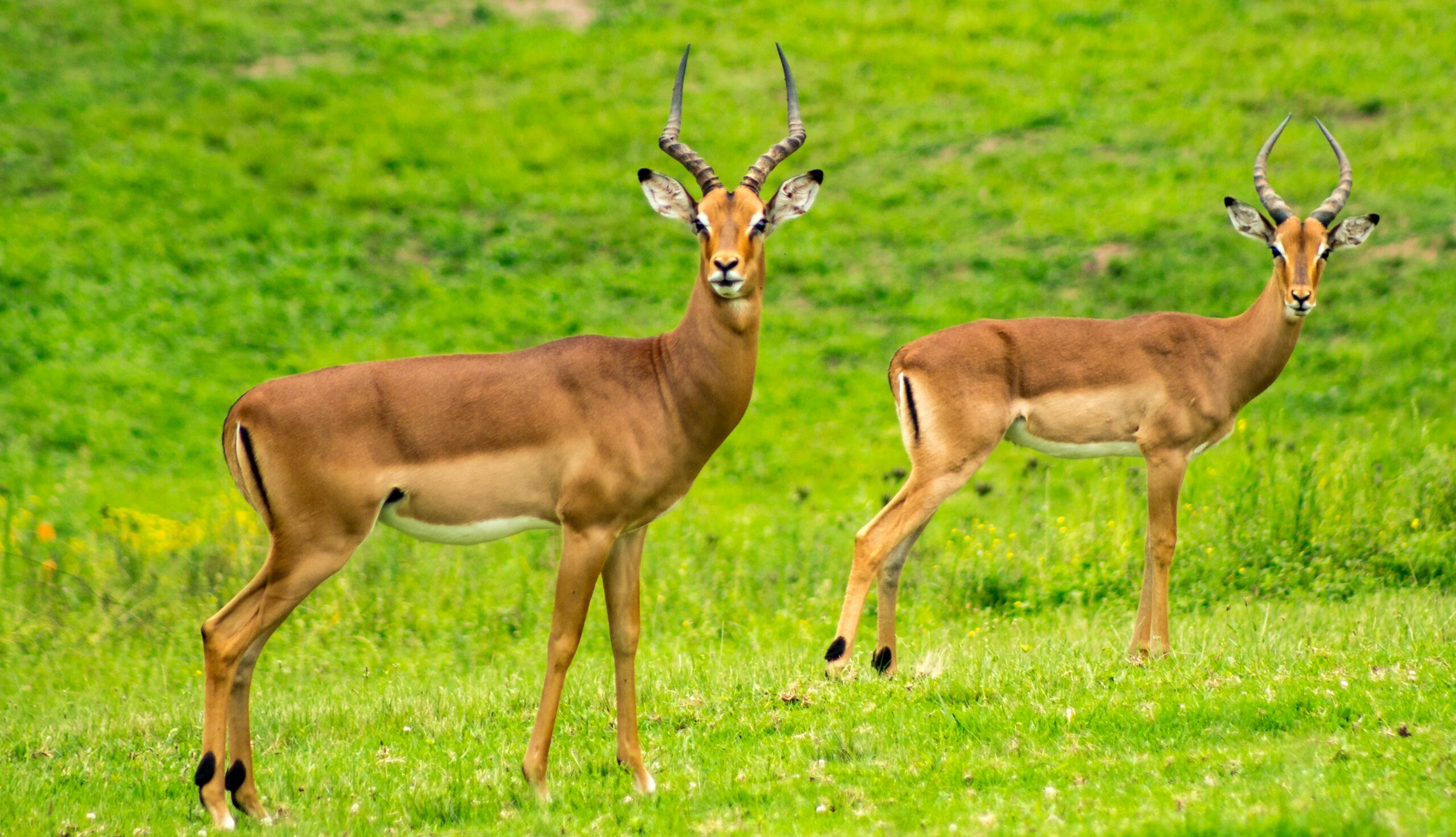 safari-golf-kruger-afrique-du-sud